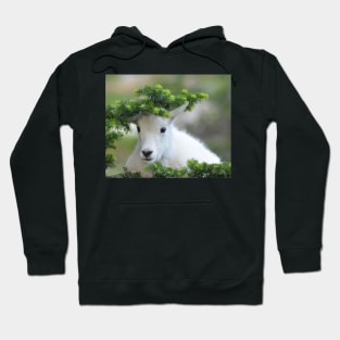 Kurious Kid Hoodie